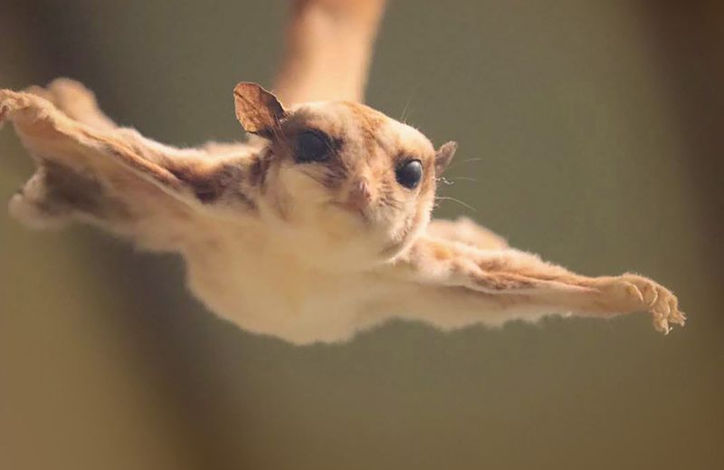 Flying Squirrels: Nighttime Gliders in City Parks