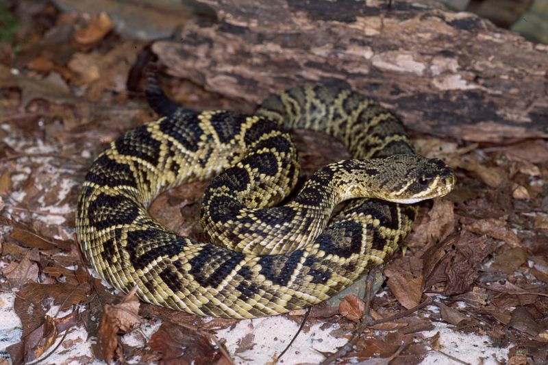 Eastern Diamondback Rattlesnake - Buzztail Legends