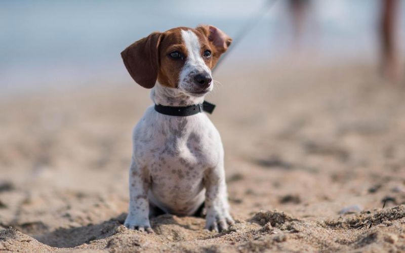 Cape Hatteras National Seashore: Wild Beauty for Adventurous Dogs