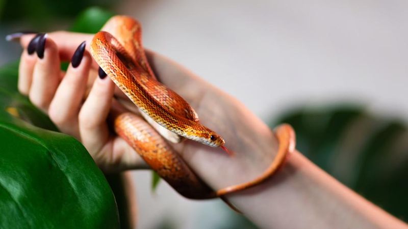 Corn Snake: The Colorful Conversation Starter