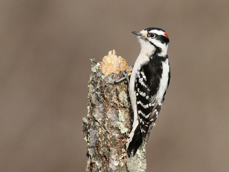 Downy Woodpecker