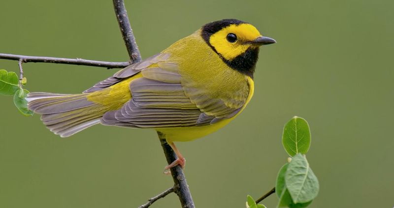 Hooded Warbler