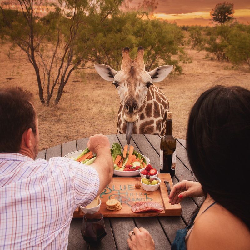 Blue Hills Ranch – The Giraffe Whisperers Of McGregor