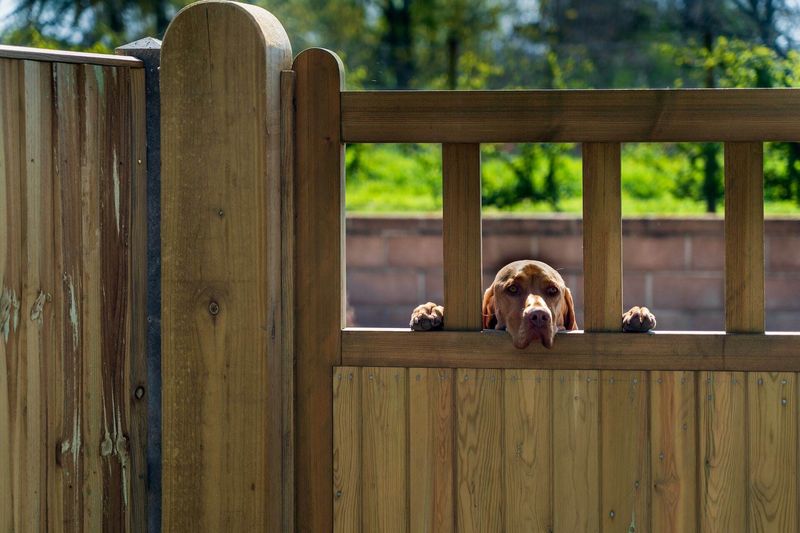 Create A Wildlife-Proof Backyard Fortress
