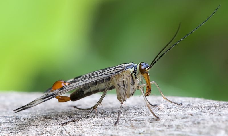 Scorpionfly: The Living Fossil With a Scorpion's Tail