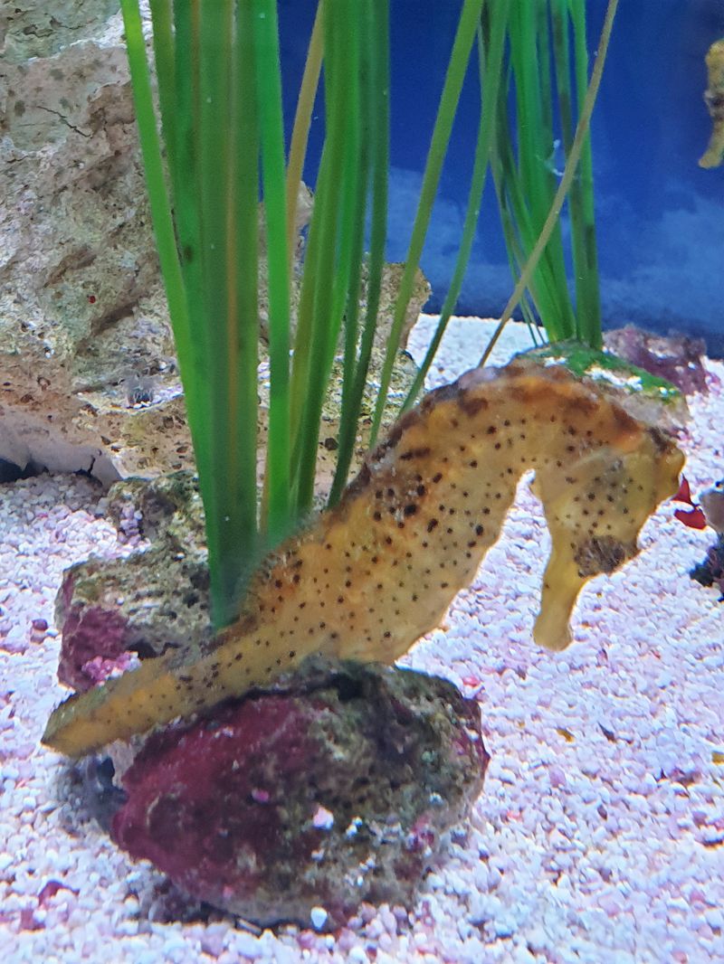 Kuda Seahorse