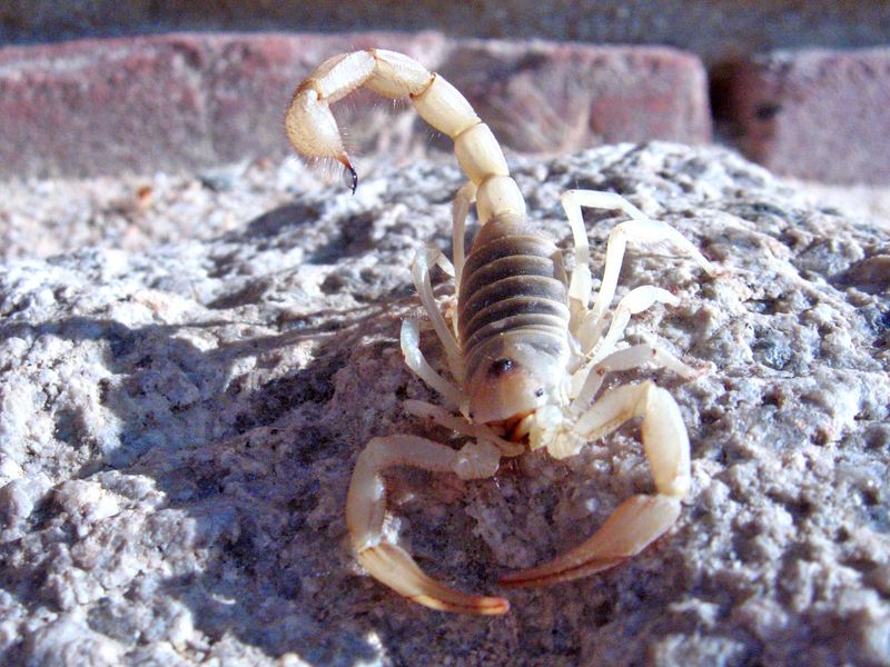 Arizona Desert Hairy Scorpion: The Heavyweight Champion