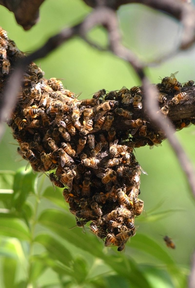 Africanized Honey Bee