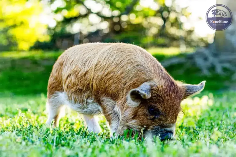Kunekune Pig: The Lawn-Mowing Bacon Provider
