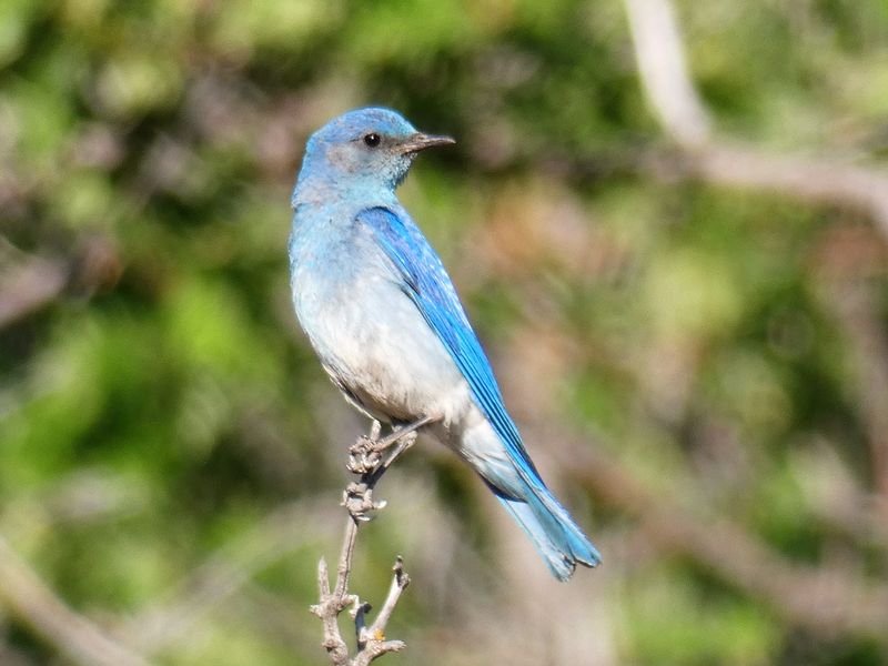 Mountain Bluebird