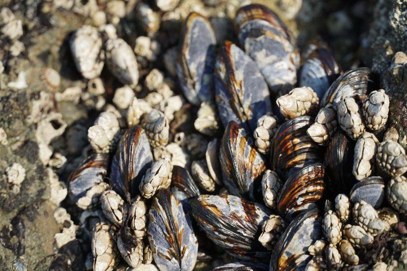 California Mussels – Abalone Cove, Monterey Bay