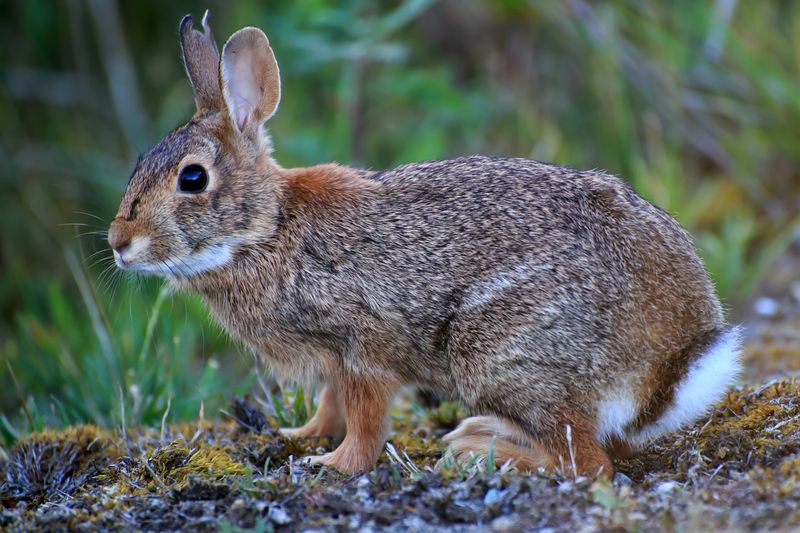Eastern Cottontail Rabbit: The Garden Bandit