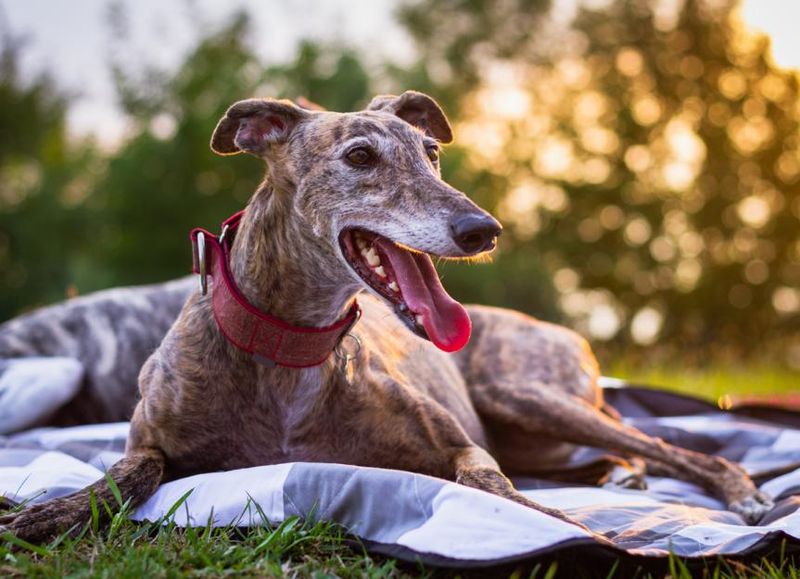 Greyhound: Speedy Sunshine Seekers