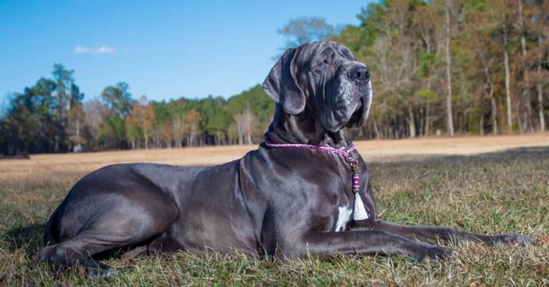 Great Dane: Gentle Giant of the Desert