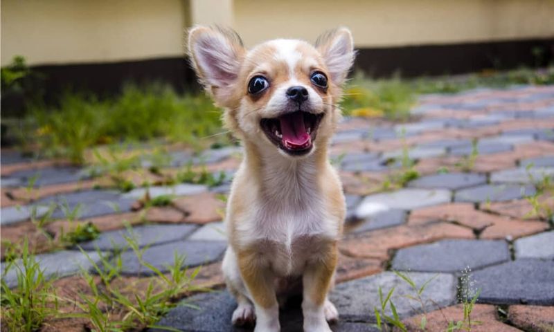 Chihuahua: Tiny Powerhouse with Desert Roots