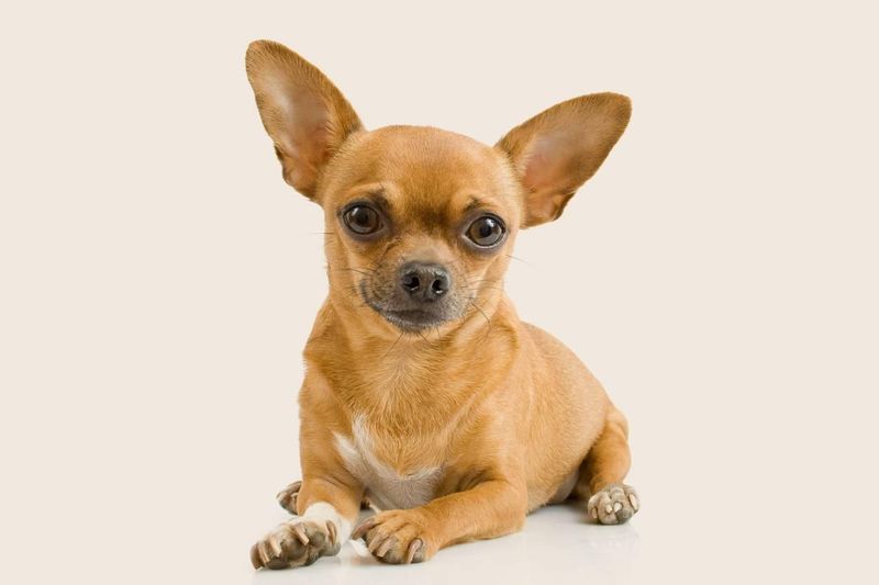Chihuahua: Tiny Package, Mighty Desert Survivor