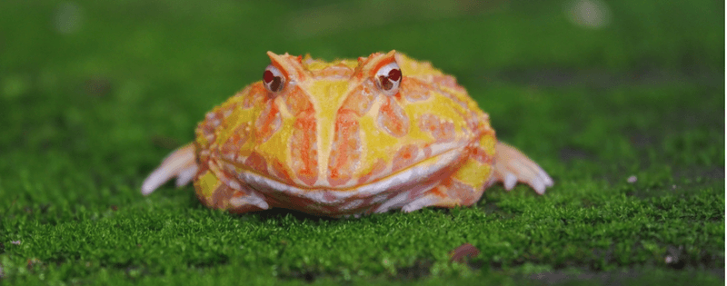 Pacman Frog: The Colorful Couch Potato