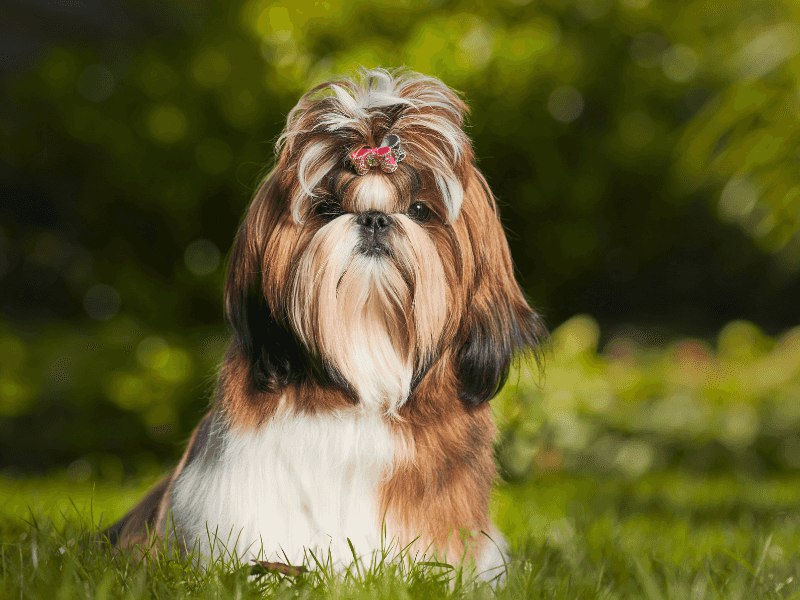 Shih Tzu: Tiny Royals With Big Hearts