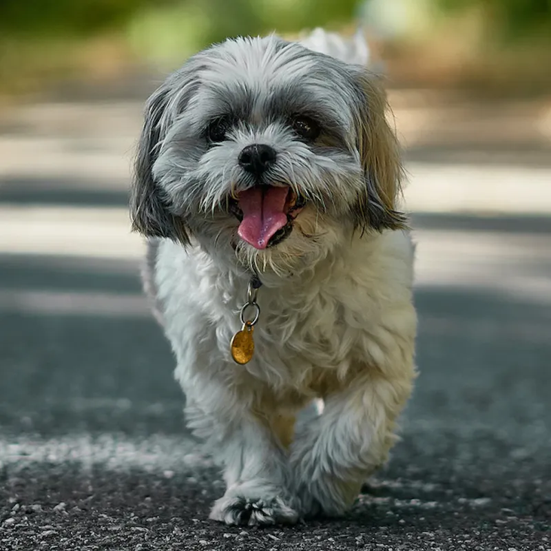 Shih Tzu: The Adaptable Apartment Aristocrat