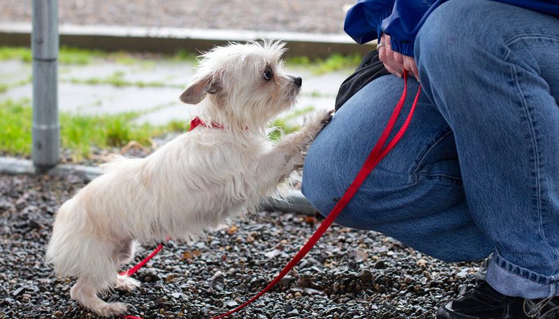 Know the Leash Laws