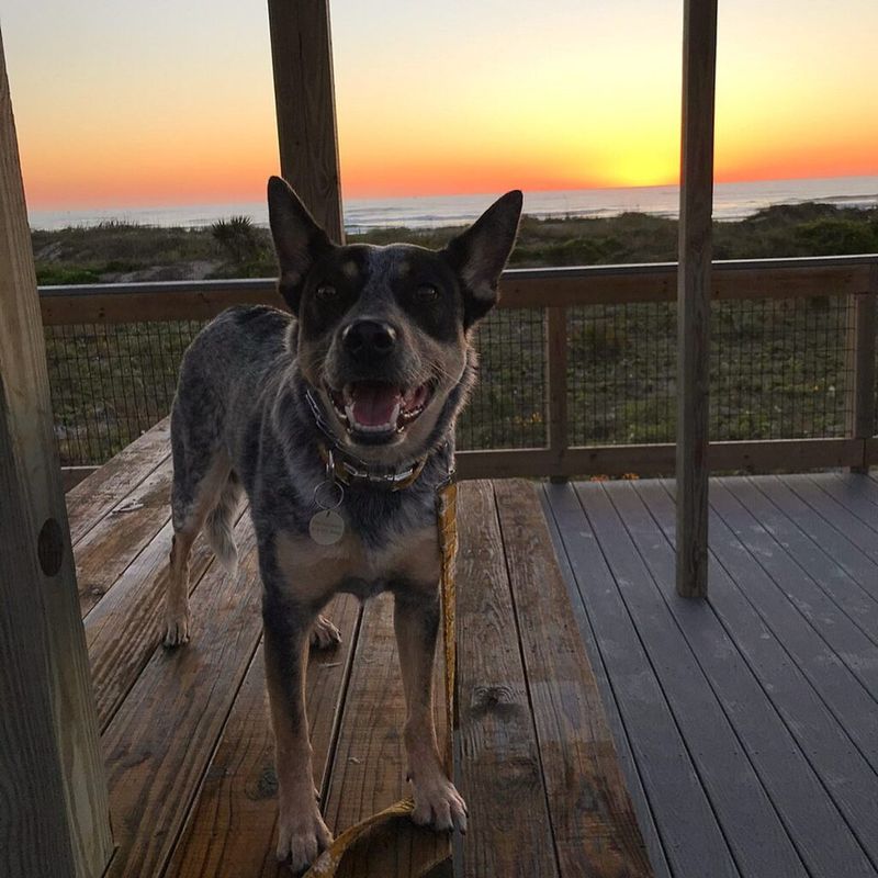 Boardwalk Strutting