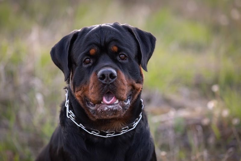 Rottweiler