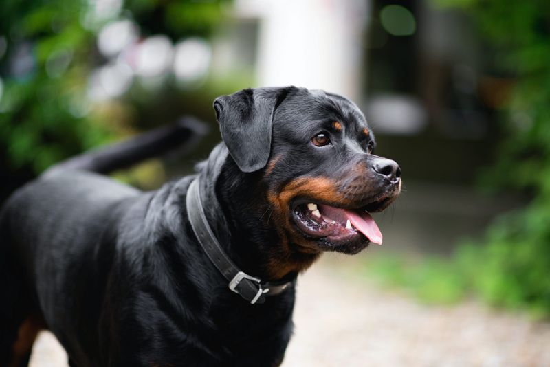 Rottweiler