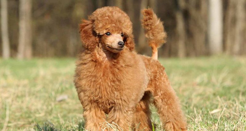 Poodle