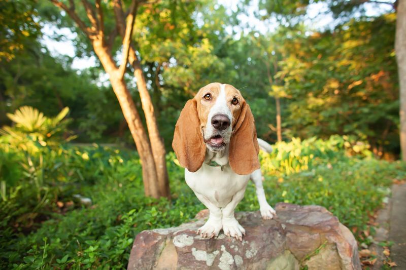 Basset Hound: Low-Riding, High-Tolerance Buddies