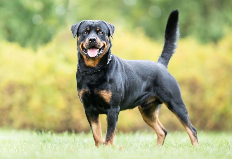 Rottweiler: The Misunderstood Guardian