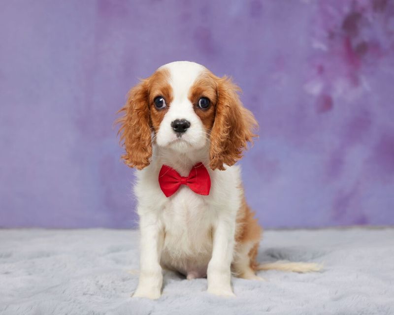 Cavalier King Charles Spaniel: Apartment-Friendly Royalty