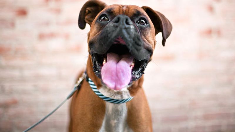 Boxer: The Clown Prince of Texas Pets