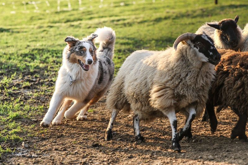 Australian Shepherd