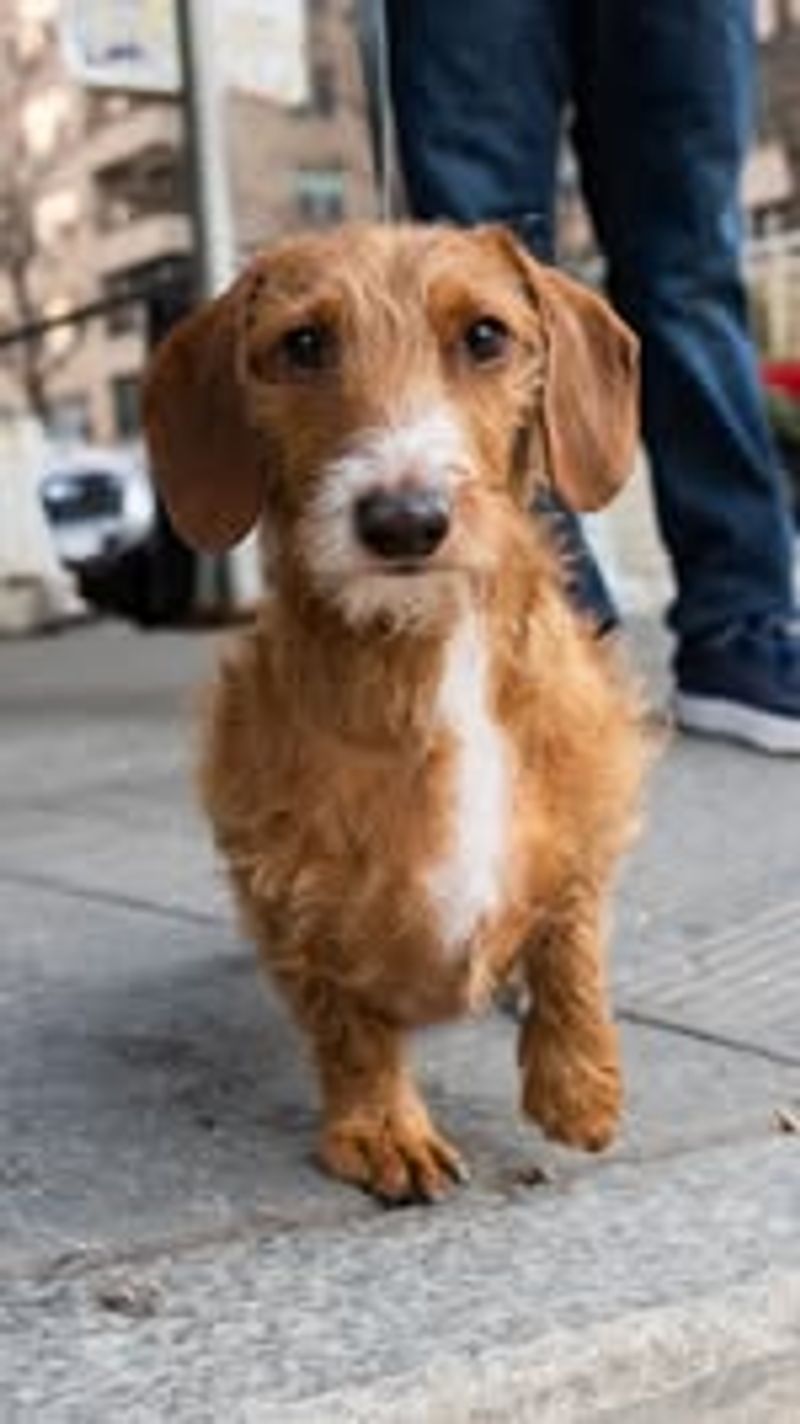 Dachshunds: The Subway-Savvy Sausages
