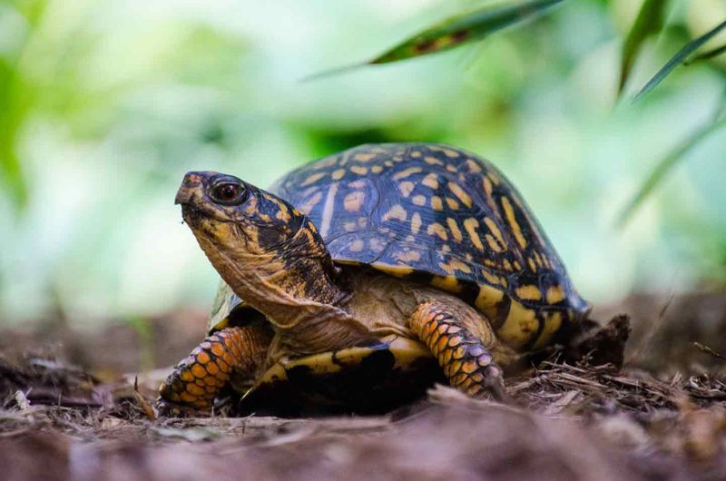 Box Turtles: Georgia's Native Shell Dwellers