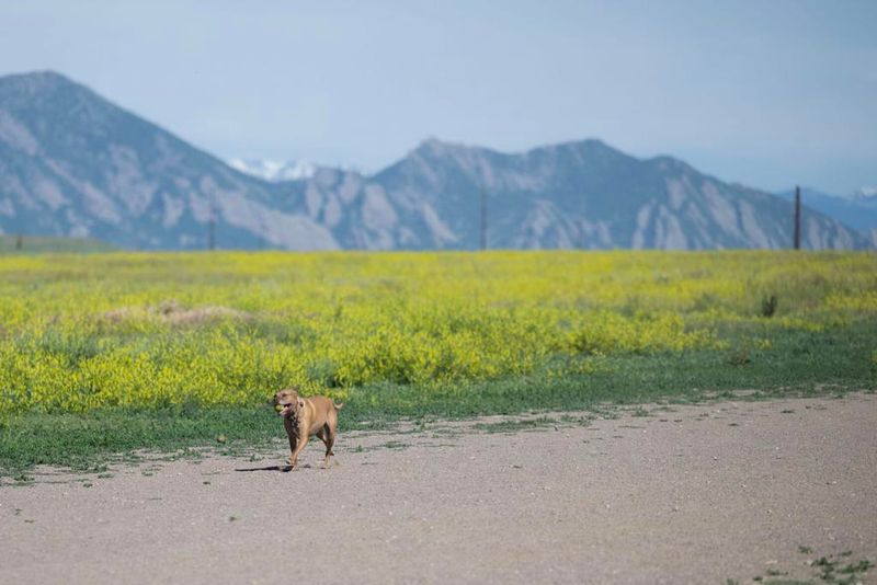 Westminster Hills Open Space Off-Leash Area – Westminster
