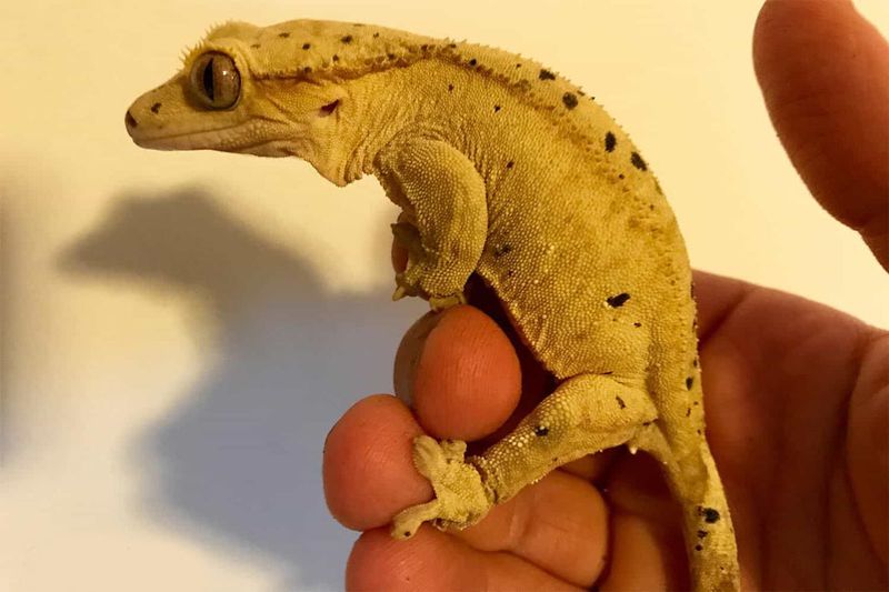 Crested Gecko