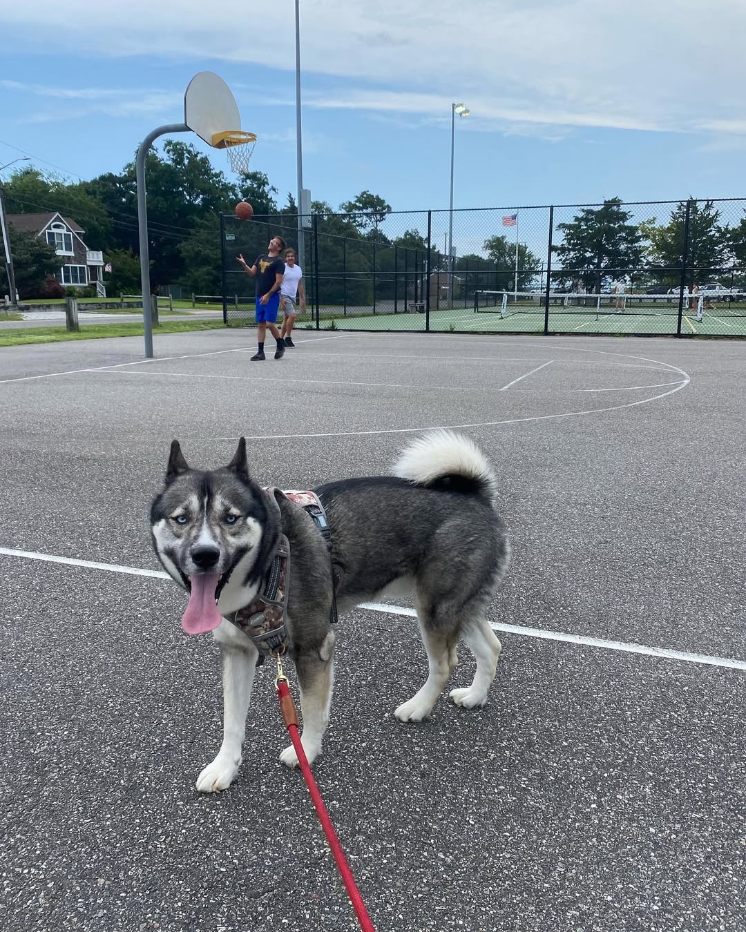 Beautiful Husky
