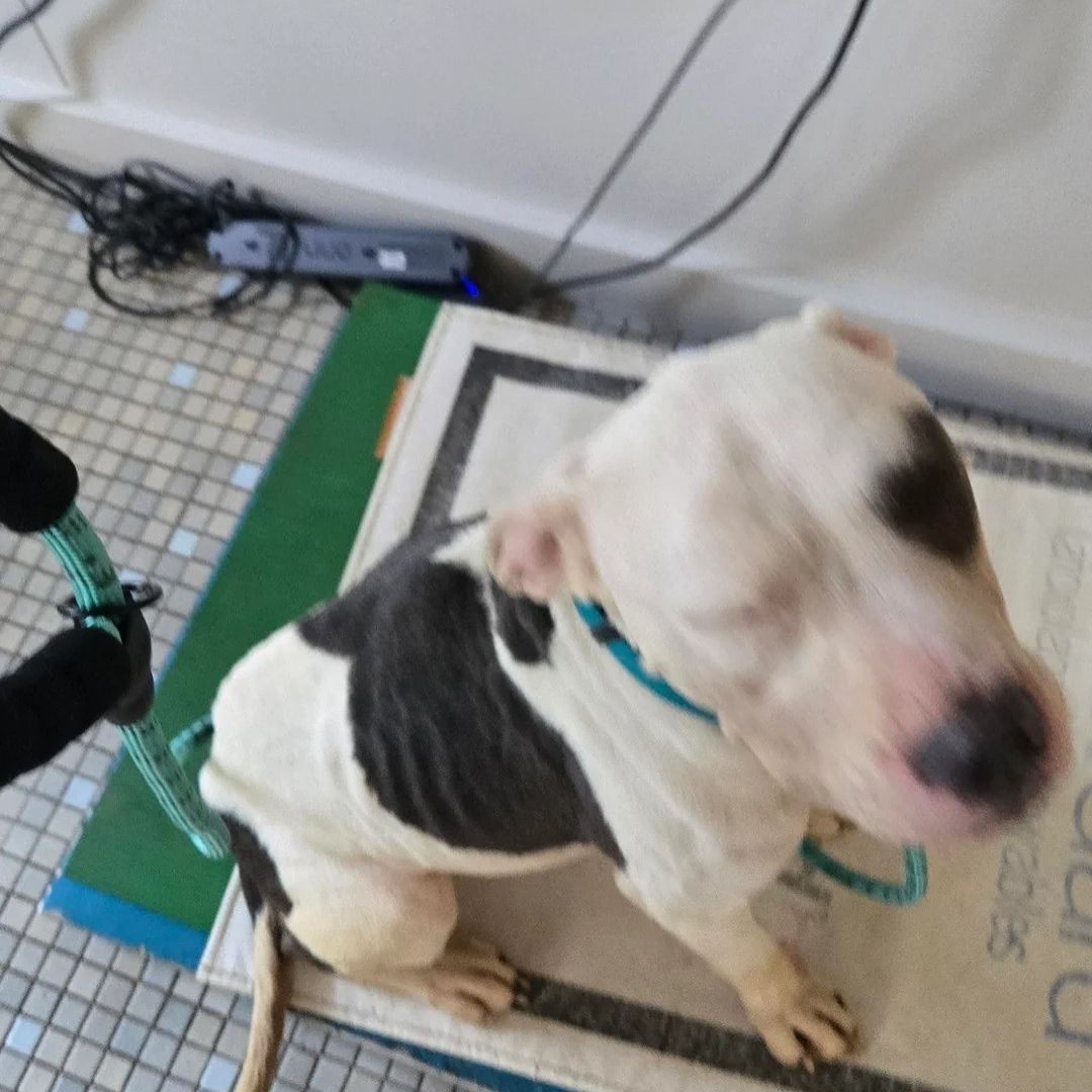 Beautiful dog
