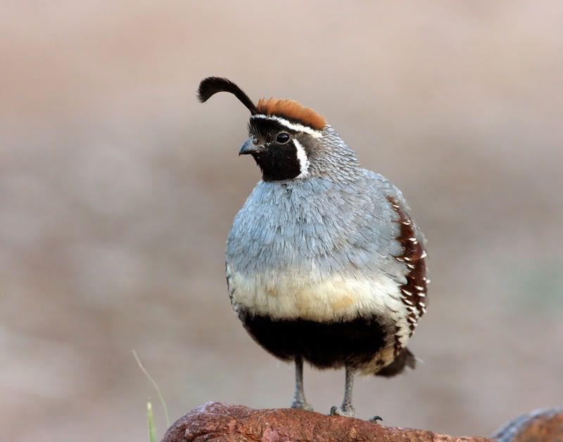 Gambel's Quail: The Desert's Mohawk Squad