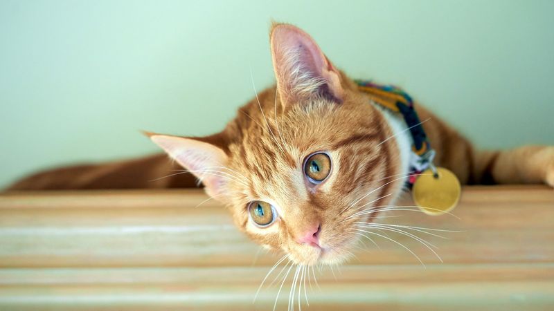 On Top of the Fridge: The Vertical Escape Hatch