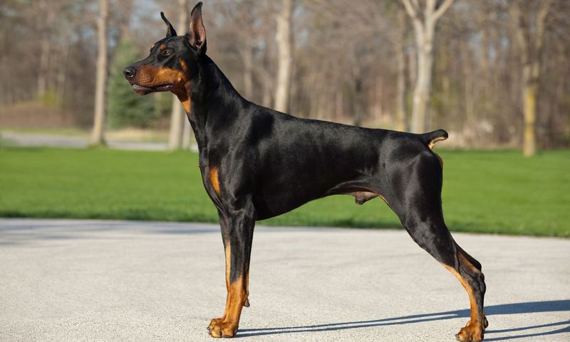 Doberman Pinscher: The Sleek Security Professional