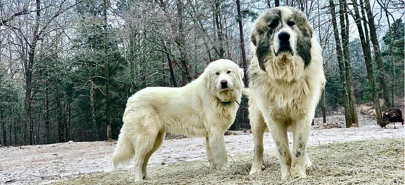 Great Pyrenees: The Gentle Giant Guardian