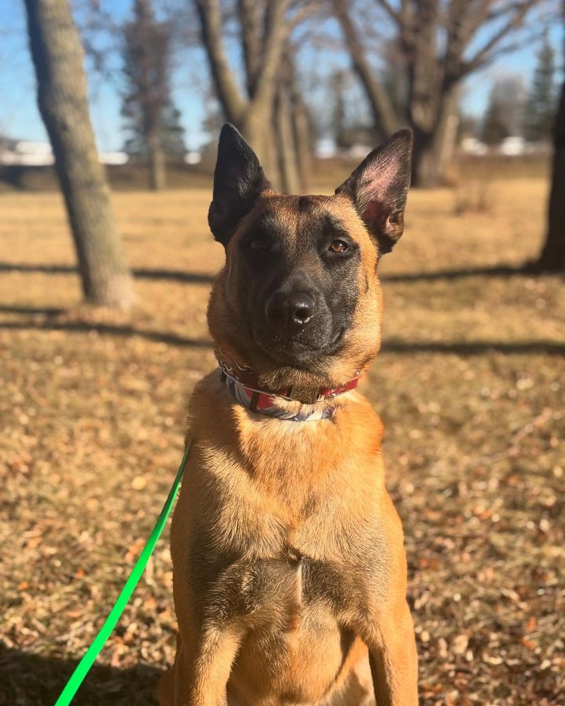 How These Dogs Master Complex Drone-Assisted Commands