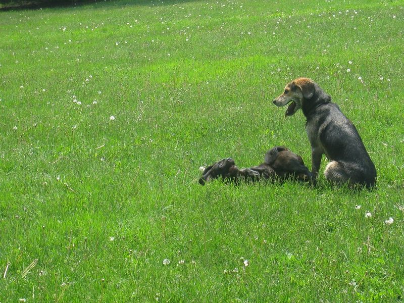 Ithaca Dog Park