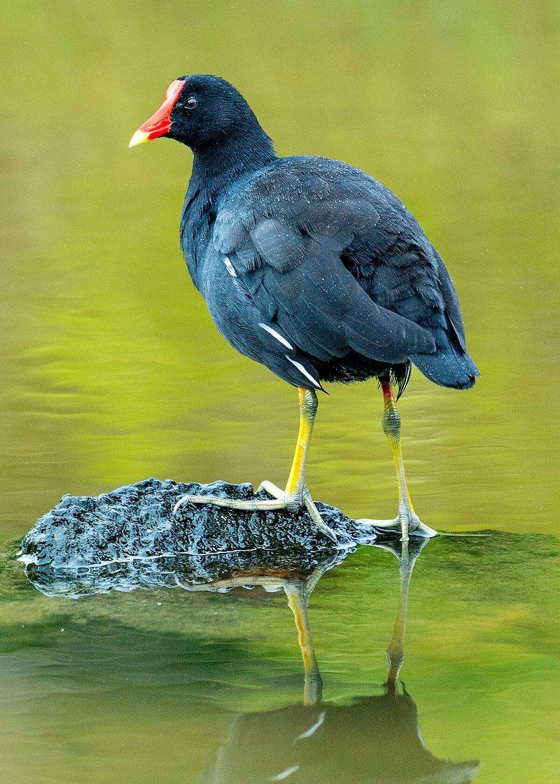 Common Gallinule