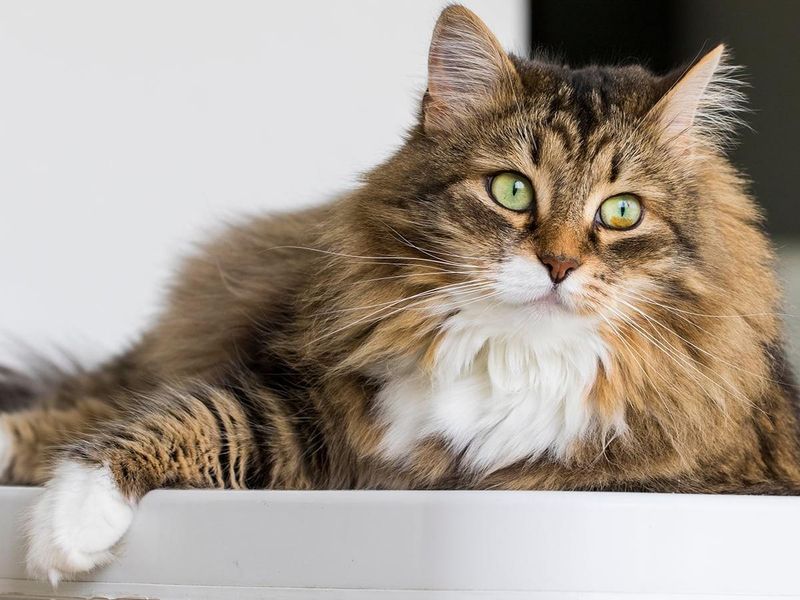 American Longhair