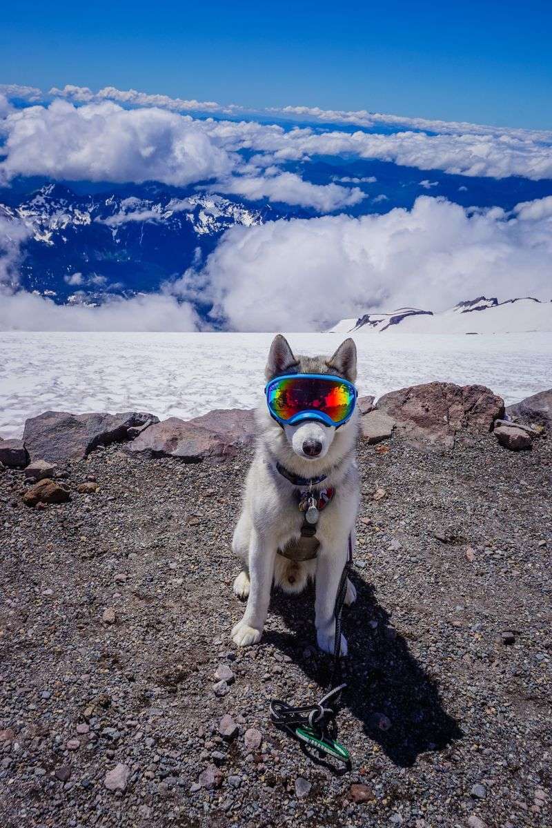 Siberian Husky