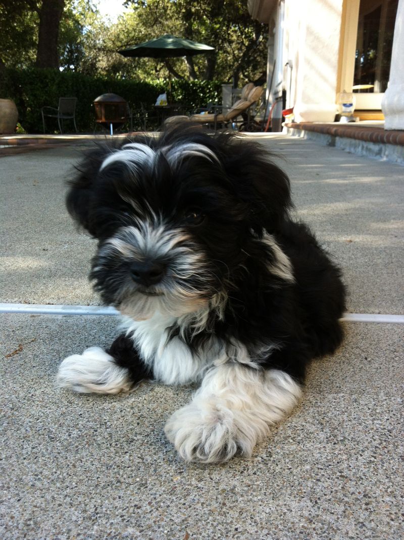 Havanese: The Charming Cultural Chameleon