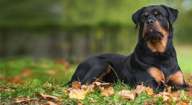 Rottweiler